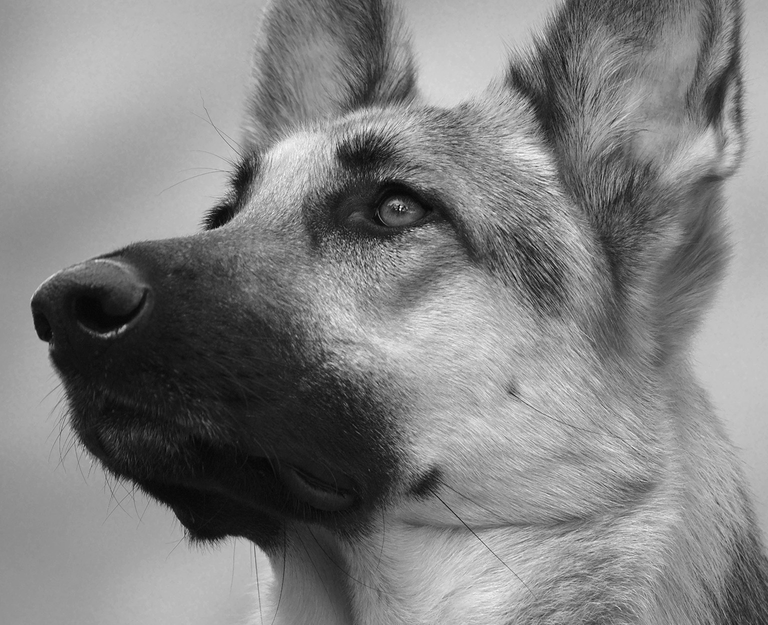 dog-patrol